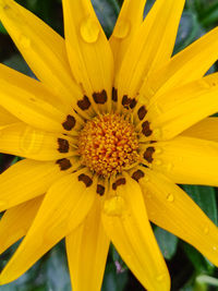 Close-up of yellow flower