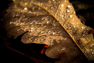 Close-up of wet leaf during autumn