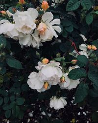 High angle view of white flowering plants