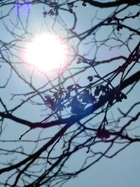 Low angle view of trees against sky