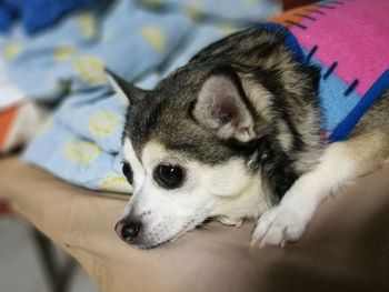 Close-up of dog relaxing on bed at home