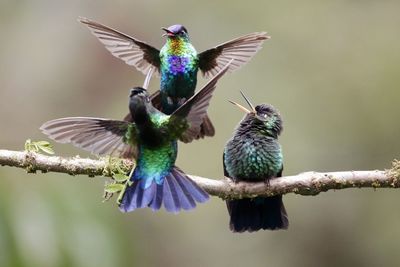 Close-up of bird flying over feeder