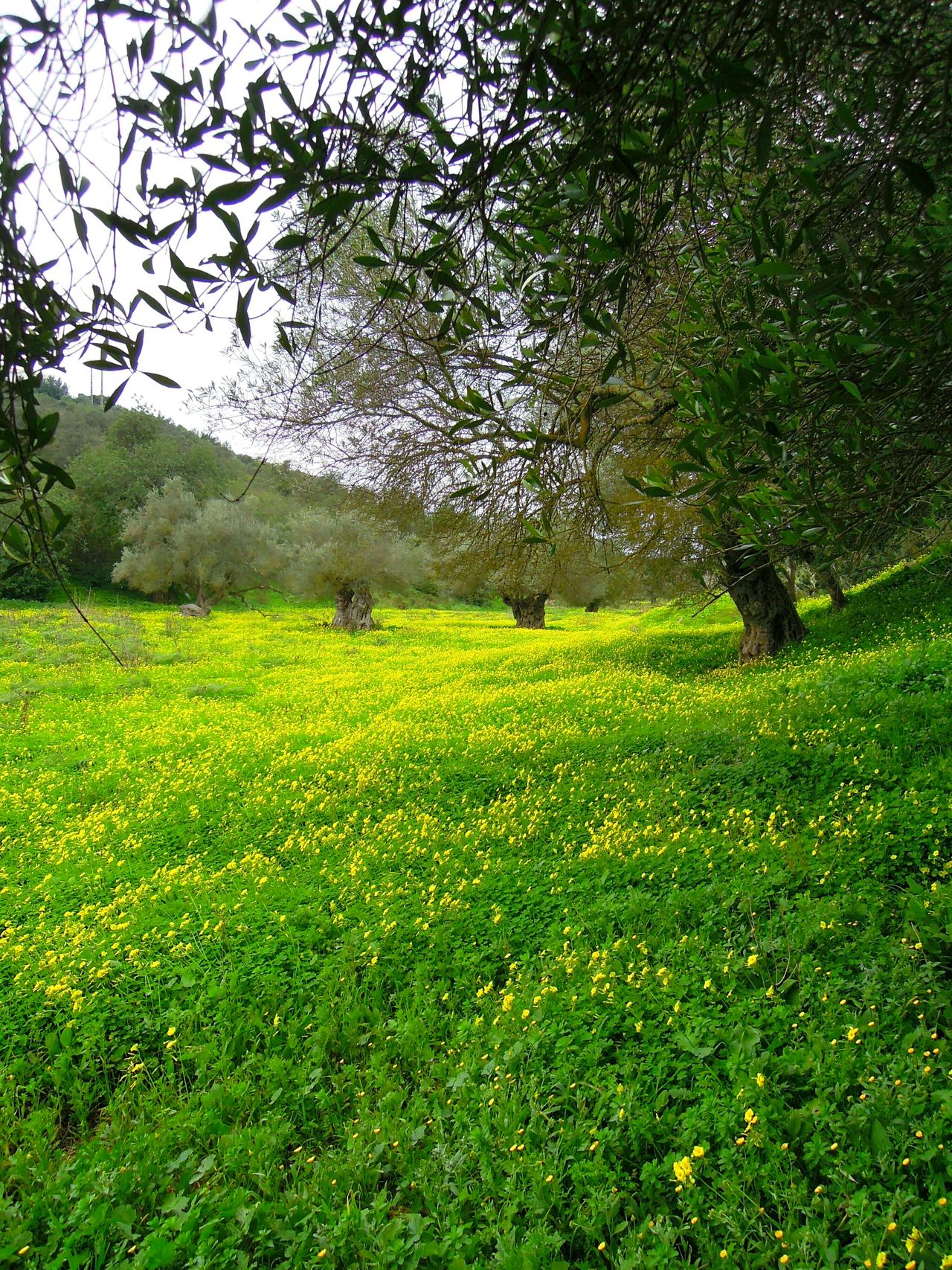 Feild of flowers