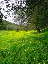 Scenic view of grassy field