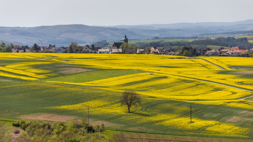 Scenic view of agricultural field by buildings against sky