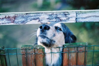 Close-up of dog on wood