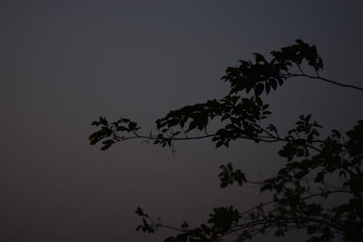 Low angle view of silhouette tree against sky at night