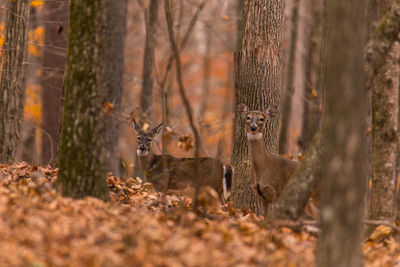 Portrait of sheep in a forest