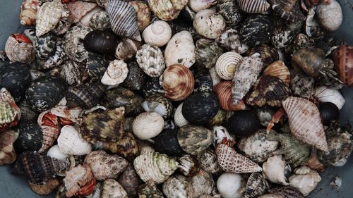Full frame shot of shells