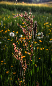 Close-up of flowering plant on field