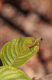 Orange adult milkweed assassin bug, zelus longipes linnaeus on a leaf in a vegetable garden 