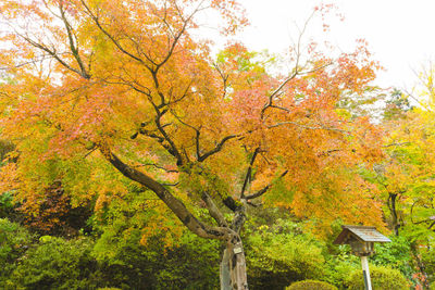 Low angle view of trees during autumn