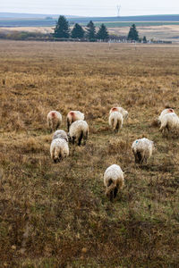 Sheep grazing on field