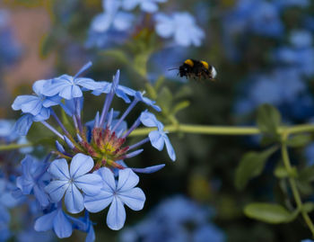 Close-up of bee pollinating on purple flower