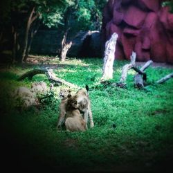 Monkey in forest