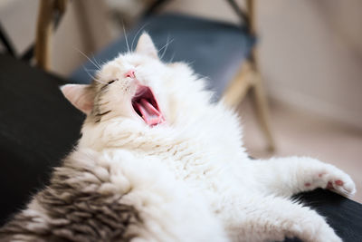 Close-up of white cat yawning