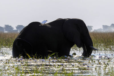 View of a horse on the field