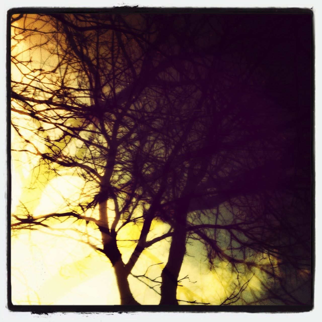 LOW ANGLE VIEW OF BARE TREES AGAINST SKY