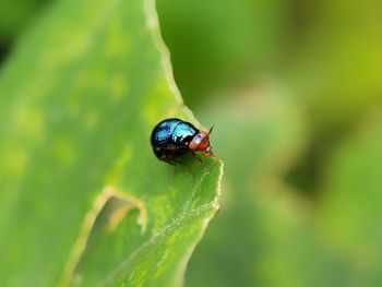 Close-up of insect on leaf
