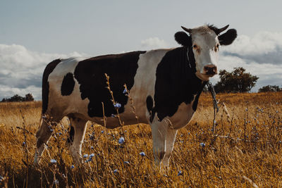 Cow standing on field against sky