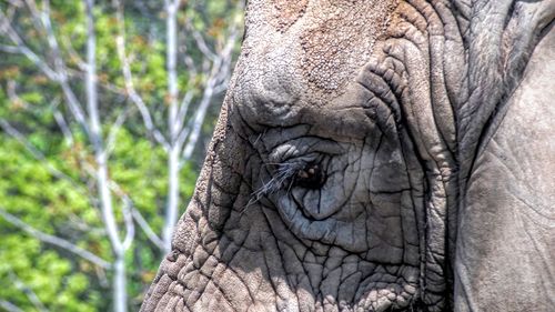 Close-up of tree trunk