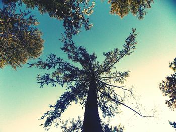 Low angle view of trees against clear blue sky