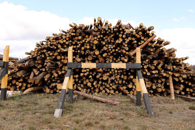 Close-up of firewood on field