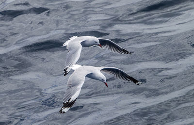 Swan flying over lake