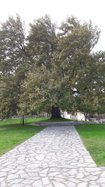 Trees in park against sky