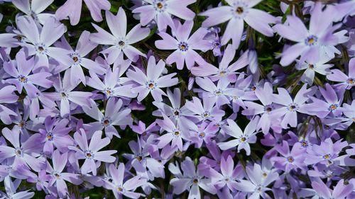 Full frame shot of purple flowers