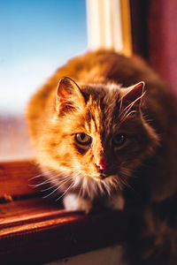 Close-up portrait of cat