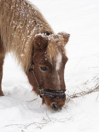 Horse on snow covered land