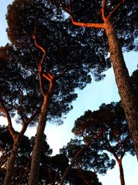 Low angle view of trees in forest against sky