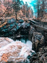 View of bridge over river in forest