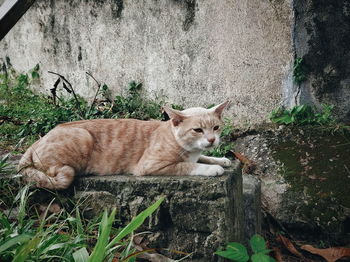 Portrait of cat lying on grass