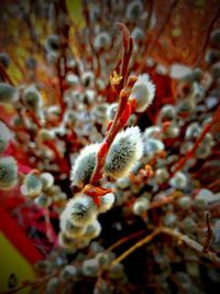 Close-up of flowering plant
