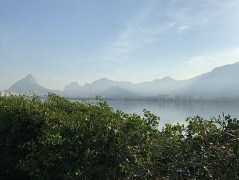 Plants by lake against sky