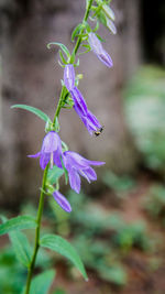 Close-up of purple flowers blooming outdoors