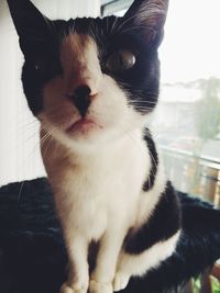 Close-up portrait of cat
