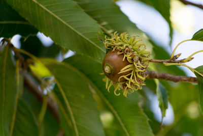 Close-up of fresh flower tree