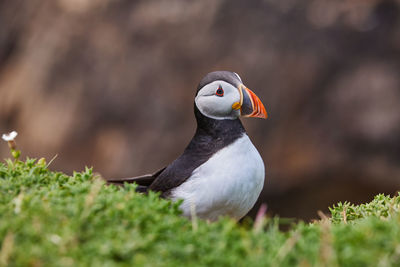 Puffin standing on a rock cliff . fratercula arctica 