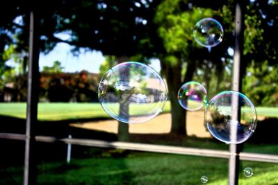 Close-up of bubbles against trees