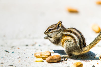 Close-up of squirrel eating food