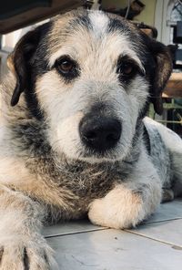 Close-up portrait of dog relaxing outdoors