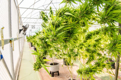 Potted plants in greenhouse