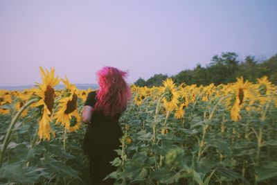 Close-up of sunflowers growing in field