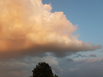 Low angle view of tree against sky during sunset