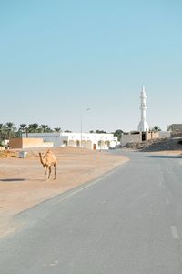 View of camel on road against clear sky