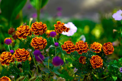 Close-up of marigold flowers in park