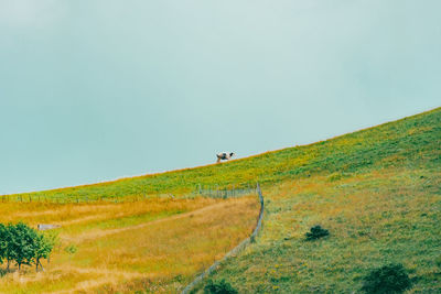 Scenic view of grassy field against clear sky